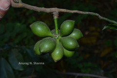 Artabotrys hexapetalus